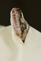 Carpet Python (Morelia spilota) hatching from egg, Australia