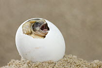 Marginated Tortoise (Testudo marginata) hatching from egg, Europe