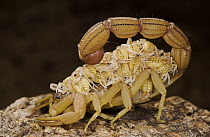Thick-tailed Scorpion (Buthidae) mother carrying her young, Europe