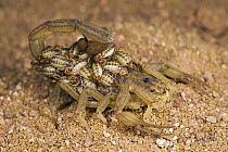 Thick-tailed Scorpion (Tityus sp) mother carrying her young, Europe