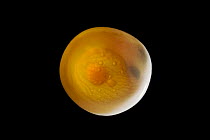 Amu-Darya Trout (Salmo trutta trutta) egg with alevin already visible through egg-shell, Europe