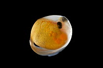 Amu-Darya Trout (Salmo trutta trutta) alevin hatching from egg, Europe
