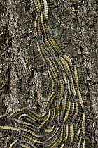 Oak Processionary Moth (Thaumetopoea processionea) caterpillars on oak tree, Germany