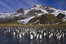 King Penguin (Aptenodytes patagonicus) group standing in river, Gold Harbour, South Georgia Island
