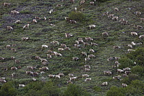 Caribou (Rangifer tarandus) herd during summer migration, Arctic National Wildlife Refuge, Alaska