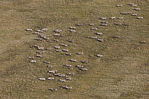 Caribou (Rangifer tarandus) herd during summer migration on coastal plains, Alaska
