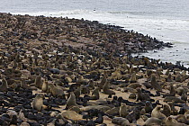 Cape Fur Seal (Arctocephalus pusillus) colony, Cape Cross, Namibia