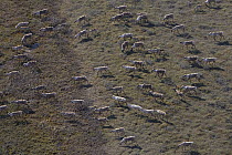 Caribou (Rangifer tarandus) herd during summer migration, Alaska