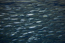 Pacific Sardine (Sardinops sagax) school, California
