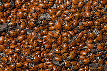Convergent Lady Beetle (Hippodamia convergens) group, California