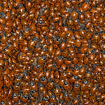 Convergent Lady Beetle (Hippodamia convergens) group, California