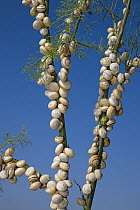 White Gardensnail (Theba pisana) clustered on vegetation during dry season to avoid warm temperatures at ground level, Camargue, France