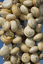 White Gardensnail (Theba pisana) clustered on vegetation during dry season to avoid warm temperatures at ground level, Camargue, France