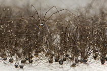 Harvestman (Leiobunum sp) group, an introduced and invasive species, Germany