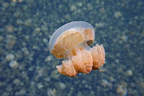 Jellyfish (Mastigias sp), Jellyfish Lake, Palau