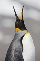 King Penguin (Aptenodytes patagonicus) calling, St. Andrews Bay, South Georgia Island