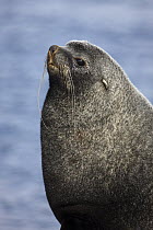Antarctic Fur Seal (Arctocephalus gazella) bull, South Georgia Island
