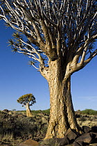 Quiver Tree (Aloe dichotoma) pair, Namib Desert, Namibia