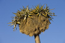 Sociable Weaver (Philetairus socius) pair and their nests in Quiver Tree (Aloe dichotoma), Namibia