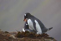 Gentoo Penguin (Pygoscelis papua) pair mating, Stromness Bay, South Georgia Island