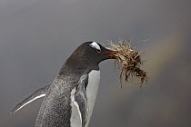 Gentoo Penguin (Pygoscelis papua) carrying nest material, Stromness Bay, South Georgia Island