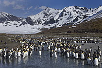 King Penguin (Aptenodytes patagonicus) colony along a river, St. Andrews Bay, South Georgia Island