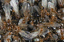Red Imported Fire Ant (Solenopsis invicta) young virgin queens and males gather on the surface of the nest, native to South America