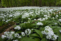Wild Garlic (Allium ursinum) flowering in spring forest, Germany