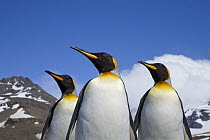 King Penguin (Aptenodytes patagonicus) trio, St. Andrews Bay, South Georgia Island