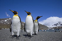 King Penguin (Aptenodytes patagonicus) trio on beach, St. Andrews Bay, South Georgia Island