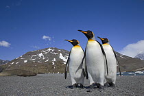 King Penguin (Aptenodytes patagonicus) group on beach, St. Andrews Bay, South Georgia Island