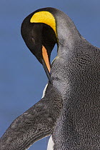 King Penguin (Aptenodytes patagonicus) preening, St. Andrews Bay, South Georgia Island