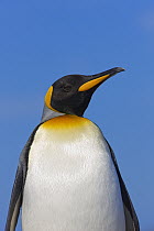 King Penguin (Aptenodytes patagonicus), St. Andrews Bay, South Georgia Island