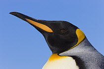 King Penguin (Aptenodytes patagonicus) portrait, St. Andrews Bay, South Georgia Island