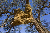 Sociable Weaver (Philetairus socius) nests, near Sossus Vlei, Namibia