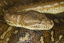 Carpet Python (Morelia spilota), Australia