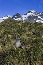 Antarctic Fur Seal (Arctocephalus gazella) in tussock grass, Gold Harbor, South Georgia Island