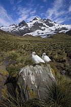 Snowy Sheathbill (Chionis albus) pair sitting on rock, Gold Harbor, South Georgia Island