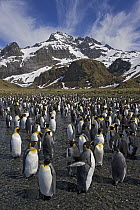 King Penguin (Aptenodytes patagonicus) colony, Gold Harbor, South Georgia Island
