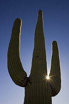 Saguaro (Carnegiea gigantea) cactus and sun, Saguaro National Park, Arizona
