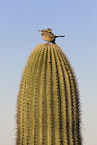 Cactus Wren (Campylorhynchus brunneicapillus) pair sitting on Saguaro (Carnegiea gigantea) cactus, Saguaro National Park, Arizona