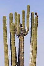 Harris' Hawk (Parabuteo unicinctus) pair at nest in Saguaro (Carnegiea gigantea) cactus, Saguaro National Park, Arizona