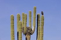 Harris' Hawk (Parabuteo unicinctus) at nest in Saguaro (Carnegiea gigantea) cactus, Saguaro National Park, Arizona