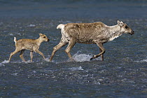 Caribou (Rangifer tarandus) mother and calf crossing a river during summer migration, Arctic National Wildlife Refuge, Alaska