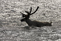 Caribou (Rangifer tarandus) bull crossing a river during summer migration, Arctic National Wildlife Refuge, Alaska