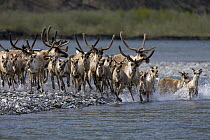 Caribou (Rangifer tarandus) herd crossing a Kongakut River during summer migration, Arctic National Wildlife Refuge, Alaska