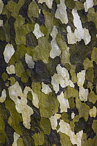 Gum Tree (Eucalyptus sp) bark, Big Sur, California