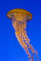 Pacific Sea Nettle (Chrysaora fuscescens), California