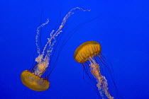 Pacific Sea Nettle (Chrysaora fuscescens) pair, California