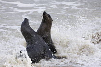 Cape Fur Seal (Arctocephalus pusillus) bulls fighting, Cape Cross, Namibia